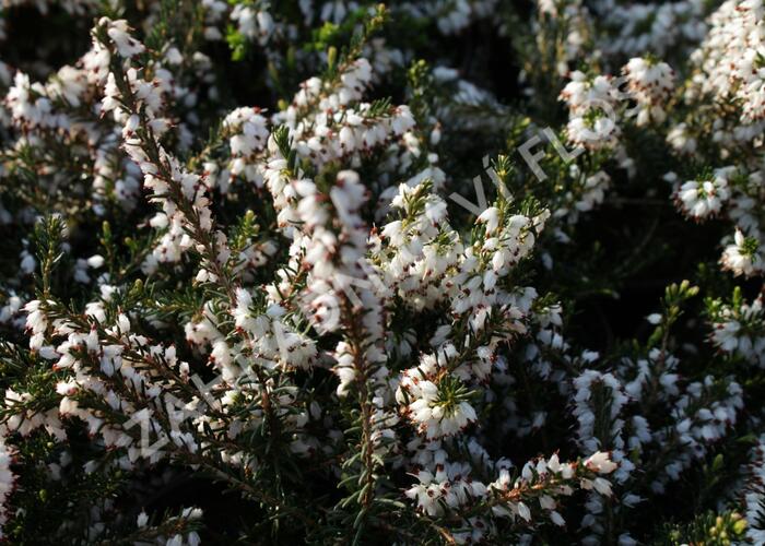 Vřesovec pleťový 'Isabell' - Erica carnea 'Isabell'