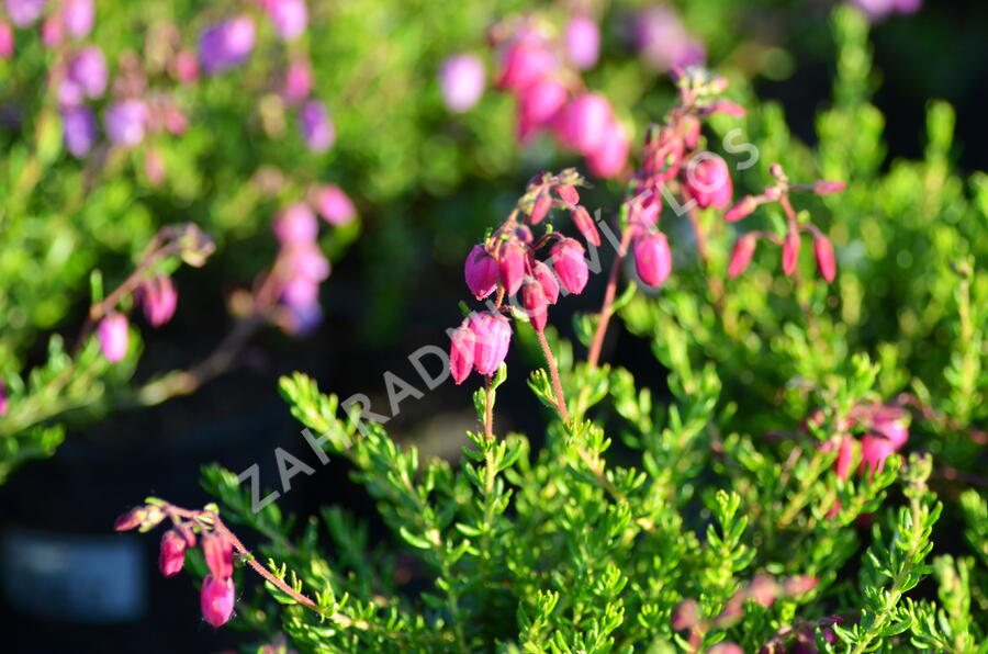 Dabécie kantabrijská, Irský vřes 'Praegerae' - Daboecia cantabrica 'Praegerae'