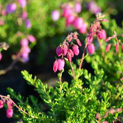 Dabécie kantabrijská, Irský vřes 'Praegerae' - Daboecia cantabrica 'Praegerae'