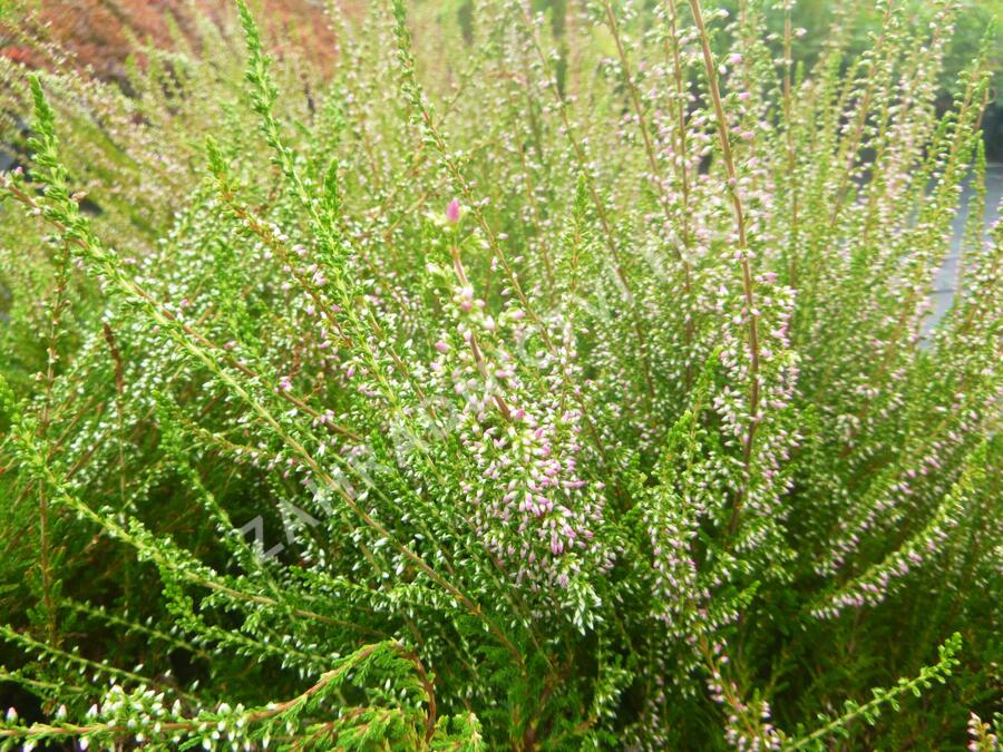 Vřes obecný 'Jette' - Calluna vulgaris 'Jette'