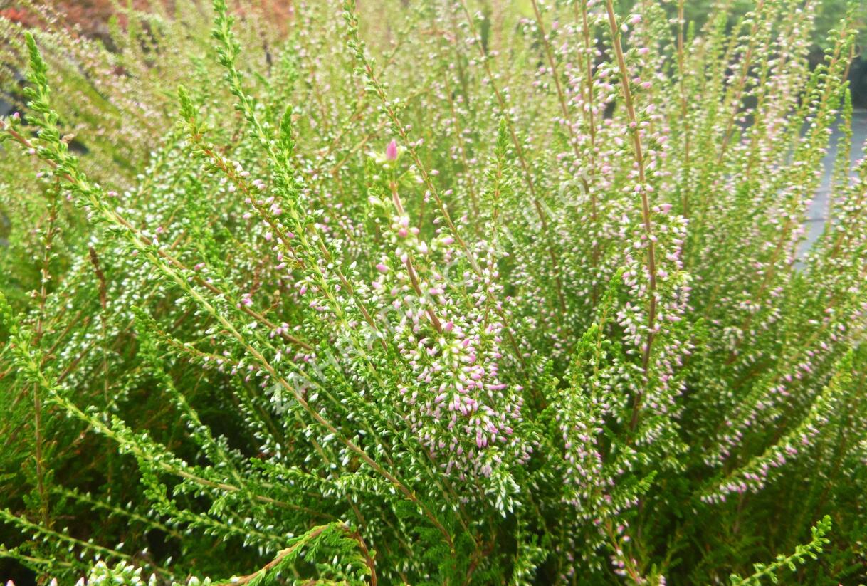 Vřes obecný 'Jette' - Calluna vulgaris 'Jette'