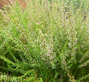 Vřes obecný 'Jette' - Calluna vulgaris 'Jette'