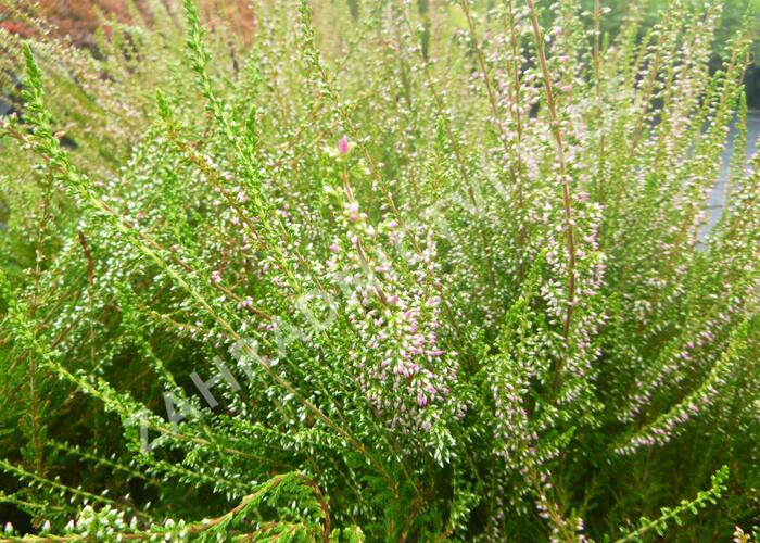 Vřes obecný 'Jette' - Calluna vulgaris 'Jette'