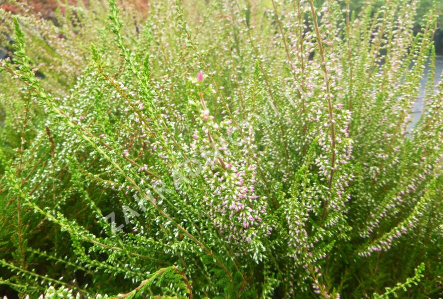 Vřes obecný 'Jette' - Calluna vulgaris 'Jette'