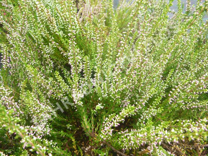 Vřes obecný 'Anette' - Calluna vulgaris 'Anette'