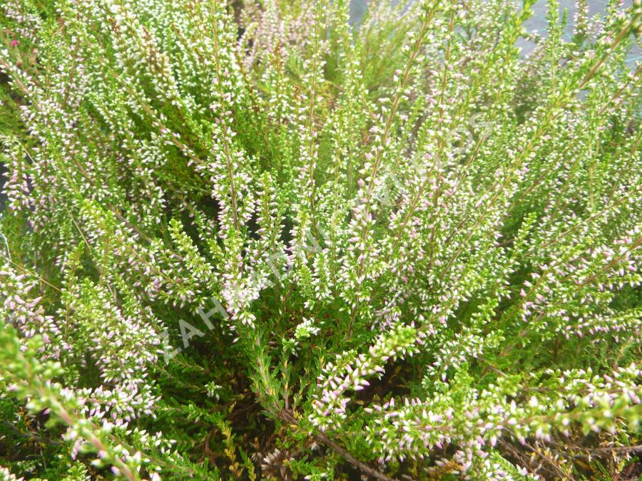 Vřes obecný 'Anette' - Calluna vulgaris 'Anette'