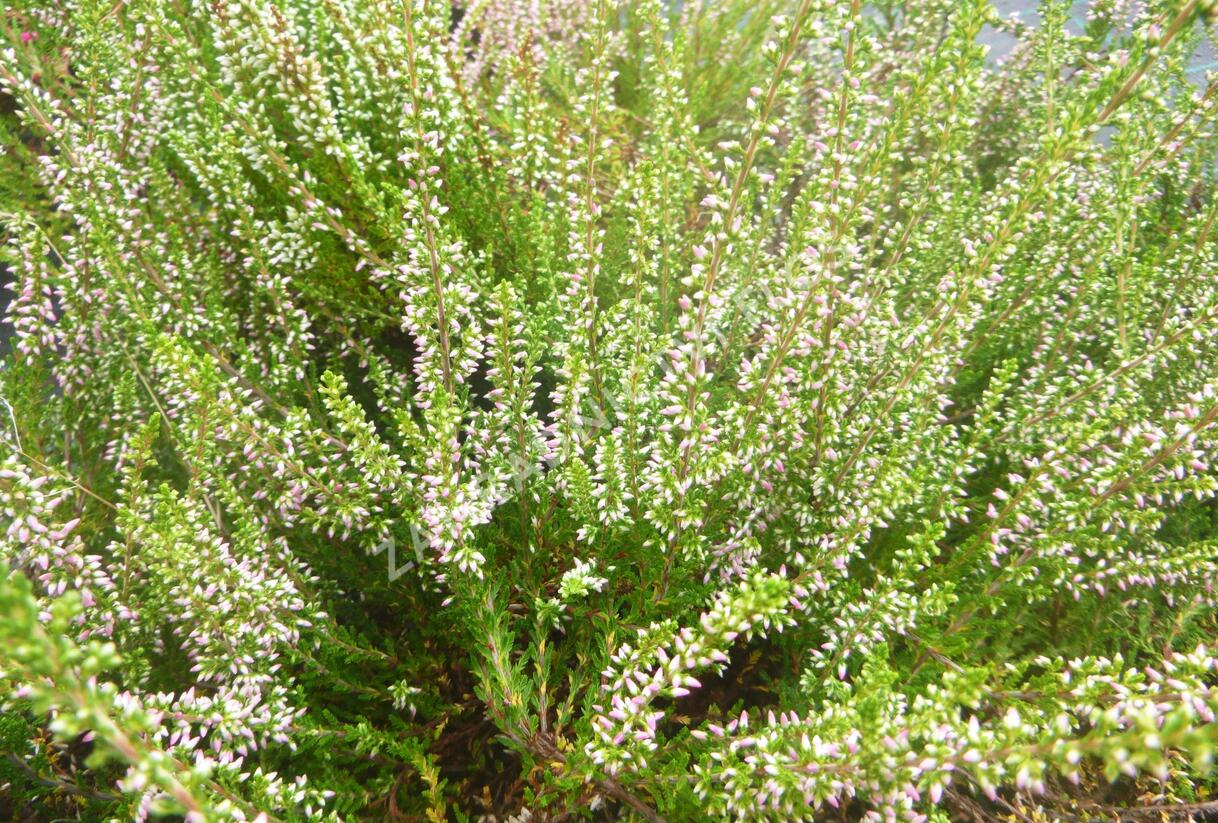 Vřes obecný 'Anette' - Calluna vulgaris 'Anette'