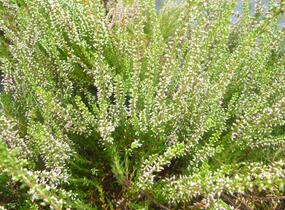Vřes obecný 'Anette' - Calluna vulgaris 'Anette'