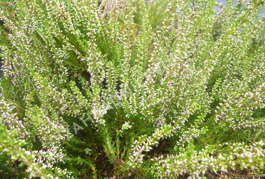 Vřes obecný 'Anette' - Calluna vulgaris 'Anette'