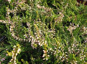 Vřes obecný 'Anette' - Calluna vulgaris 'Anette'