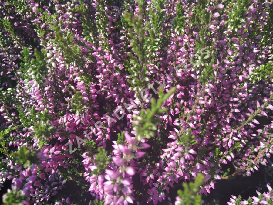 Vřes obecný 'Lilli' (Garden girls®) - Calluna vulgaris 'Lilli' (Garden girls®)