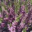 Vřes obecný 'Lilli' (Garden girls®) - Calluna vulgaris 'Lilli' (Garden girls®)