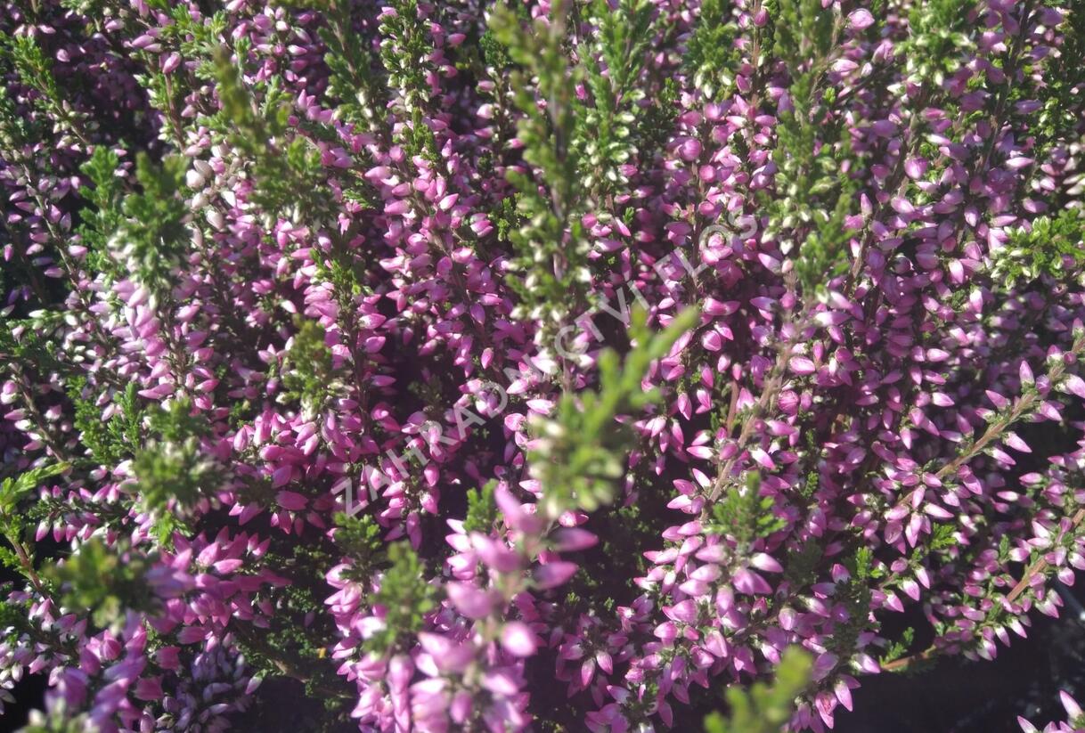 Vřes obecný 'Lilli' (Garden girls®) - Calluna vulgaris 'Lilli' (Garden girls®)
