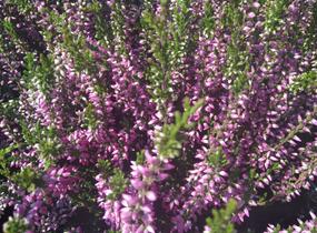 Vřes obecný 'Lilli' (Garden girls®) - Calluna vulgaris 'Lilli' (Garden girls®)