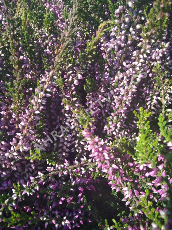 Vřes obecný 'Lilli' (Garden girls®) - Calluna vulgaris 'Lilli' (Garden girls®)