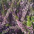 Vřes obecný 'Lilli' (Garden girls®) - Calluna vulgaris 'Lilli' (Garden girls®)