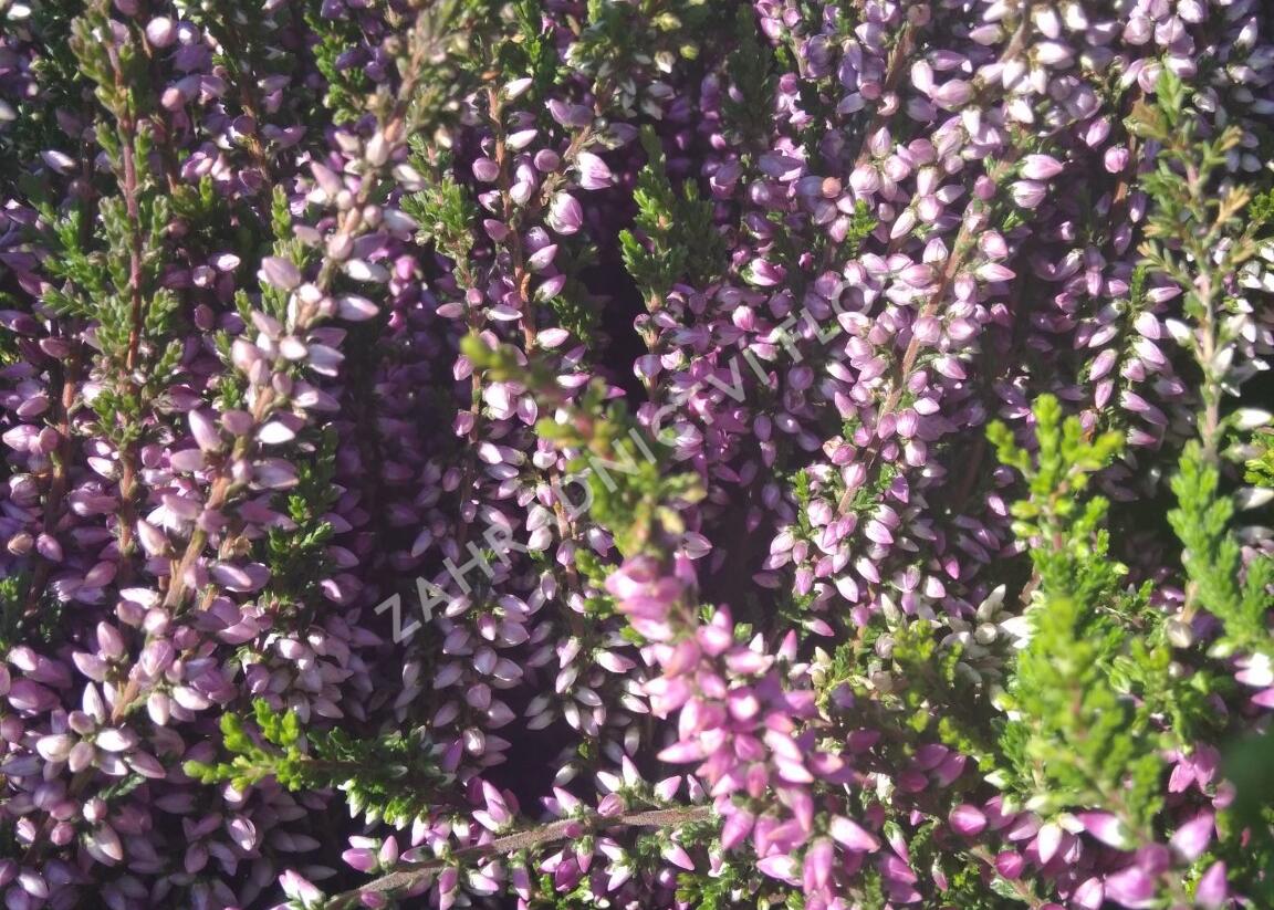 Vřes obecný 'Lilli' (Garden girls®) - Calluna vulgaris 'Lilli' (Garden girls®)