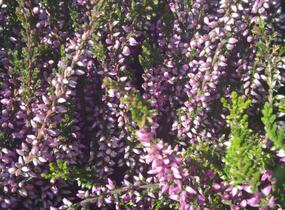 Vřes obecný 'Lilli' (Garden girls®) - Calluna vulgaris 'Lilli' (Garden girls®)