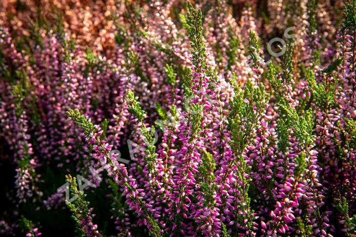 Vřes obecný 'Lilli' (Garden girls®) - Calluna vulgaris 'Lilli' (Garden girls®)