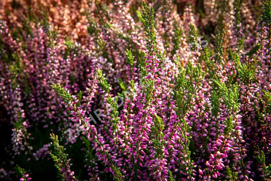 Vřes obecný 'Lilli' (Garden girls®) - Calluna vulgaris 'Lilli' (Garden girls®)