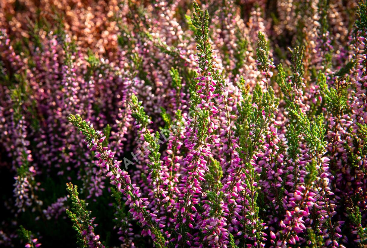Vřes obecný 'Lilli' (Garden girls®) - Calluna vulgaris 'Lilli' (Garden girls®)