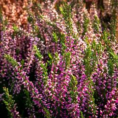 Vřes obecný 'Lilli' (Garden girls®) - Calluna vulgaris 'Lilli' (Garden girls®)