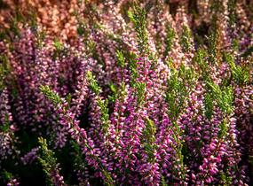 Vřes obecný 'Lilli' (Garden girls®) - Calluna vulgaris 'Lilli' (Garden girls®)