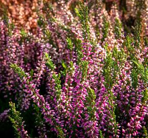 Vřes obecný 'Lilli' (Garden girls®) - Calluna vulgaris 'Lilli' (Garden girls®)