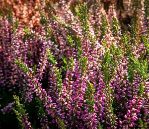 Vřes obecný 'Lilli' - Calluna vulgaris 'Lilli' (Garden girls®)