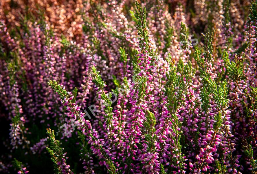 Vřes obecný 'Lilli' (Garden girls®) - Calluna vulgaris 'Lilli' (Garden girls®)
