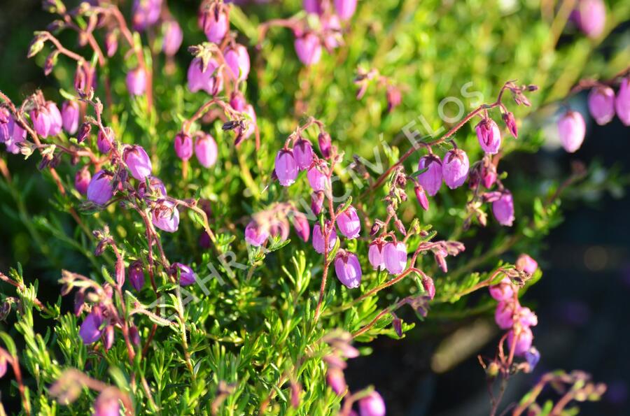 Dabécie kantabrijská, Irský vřes 'Globosa Pink' - Daboecia cantabrica 'Globosa Pink'