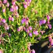 Dabécie kantabrijská, Irský vřes 'Globosa Pink' - Daboecia cantabrica 'Globosa Pink'