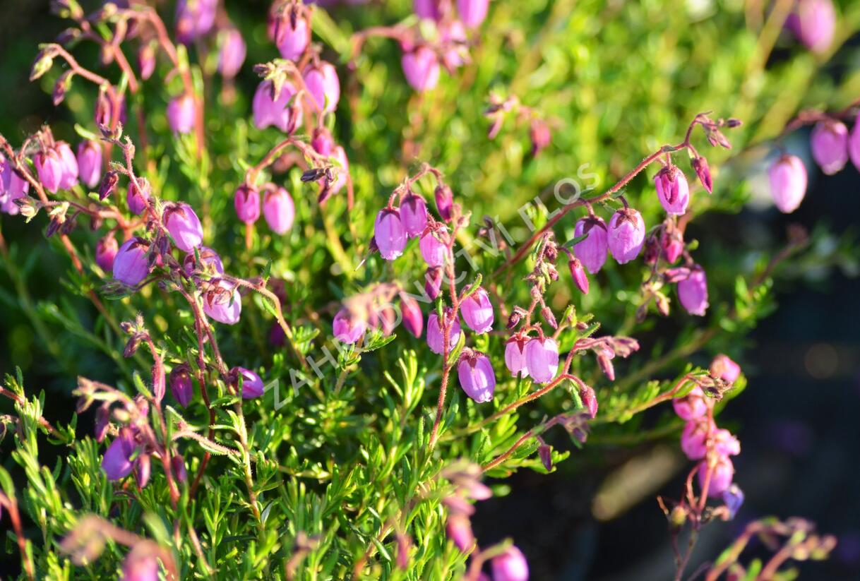Dabécie kantabrijská, Irský vřes 'Globosa Pink' - Daboecia cantabrica 'Globosa Pink'
