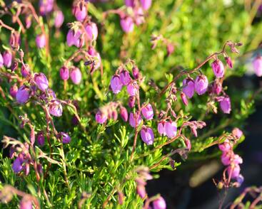 Dabécie kantabrijská, Irský vřes 'Globosa Pink'