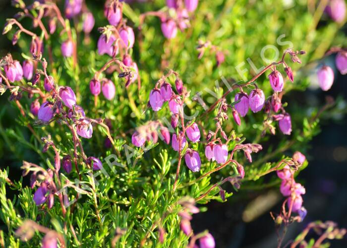Dabécie kantabrijská 'Globosa Pink' - Daboecia cantabrica 'Globosa Pink'