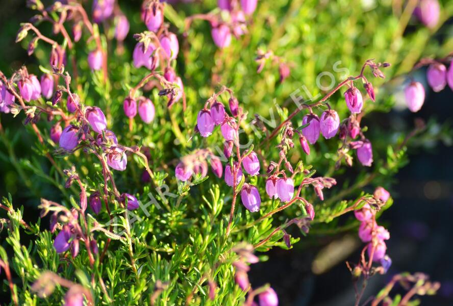 Dabécie kantabrijská, Irský vřes 'Globosa Pink' - Daboecia cantabrica 'Globosa Pink'