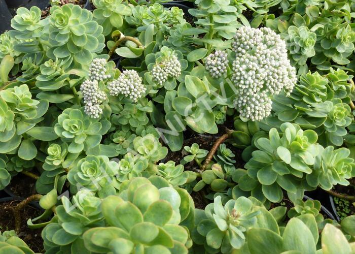 Rozchodník - Sedum anacampseros