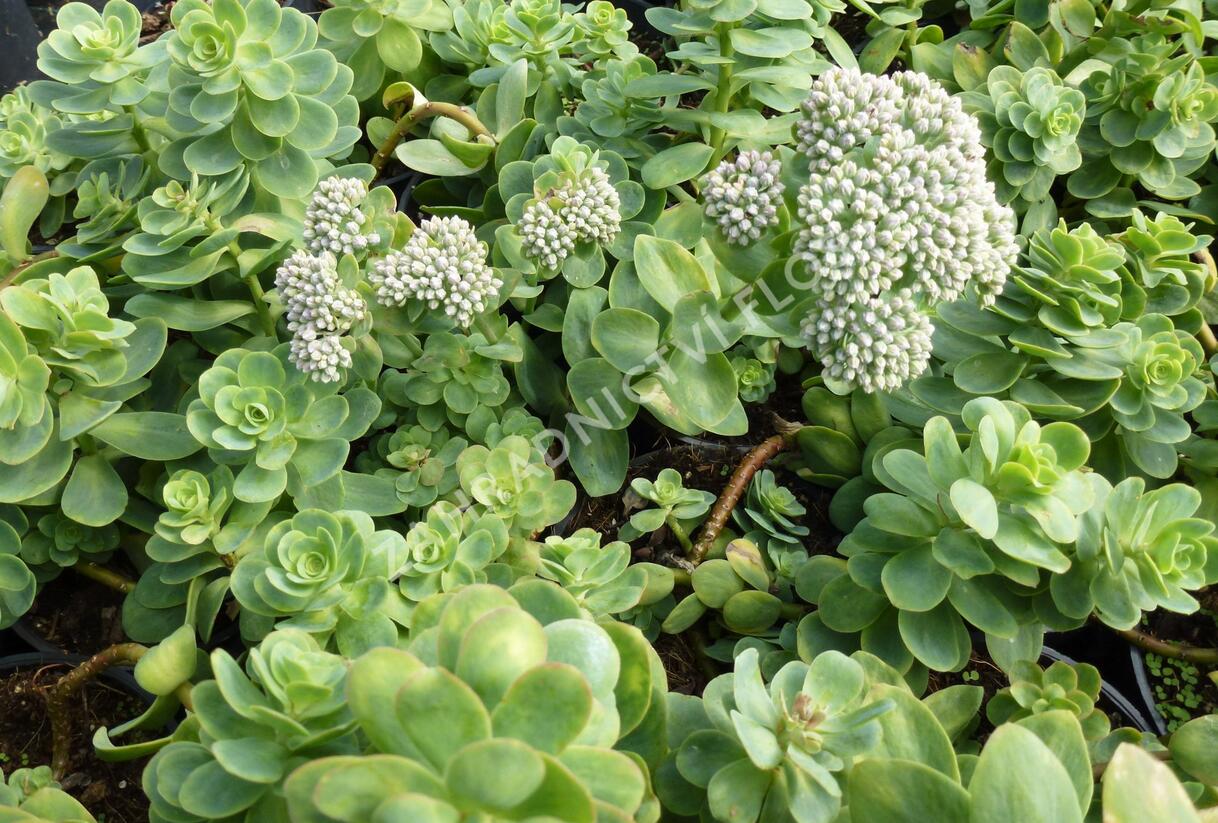 Rozchodník - Sedum anacampseros