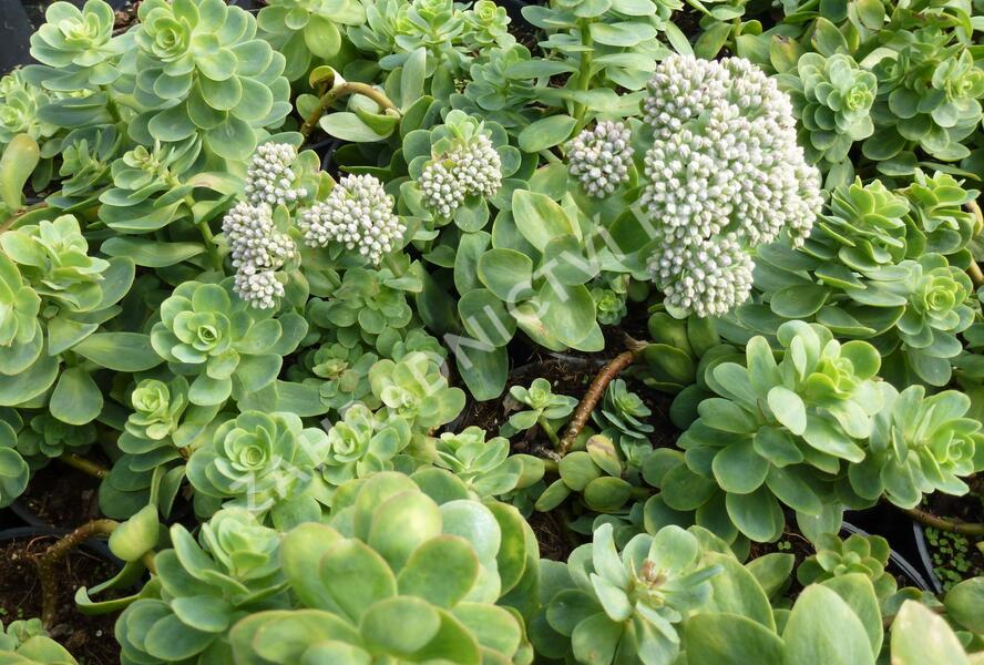 Rozchodník - Sedum anacampseros