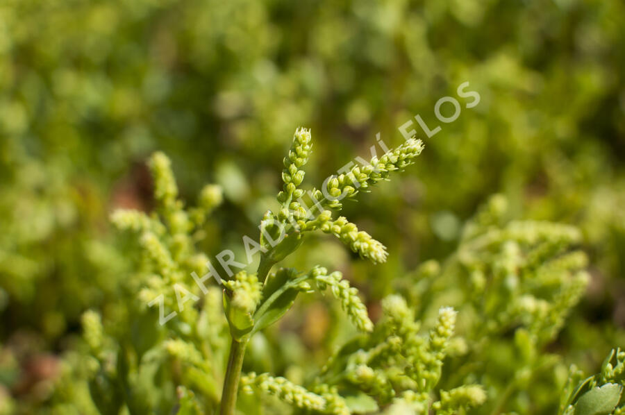 Pupovice, kotyledon - Chiastophyllum oppositifolium