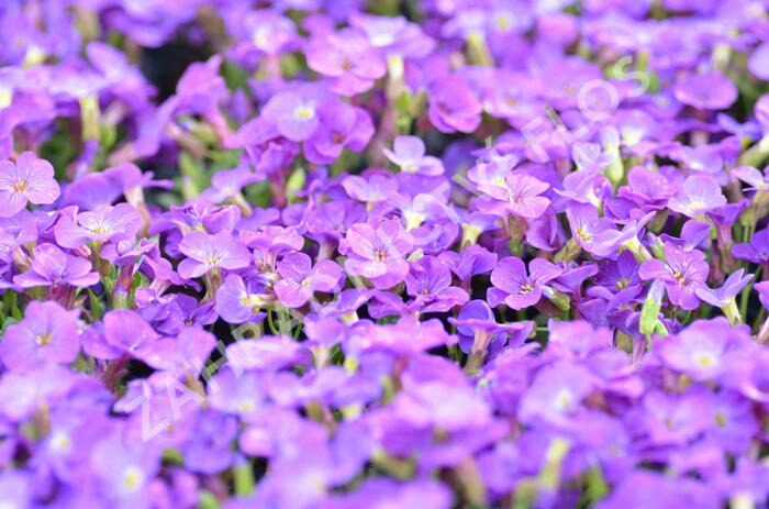 Tařička 'Glacier Blue' - Aubrieta hybrida 'Glacier Blue'