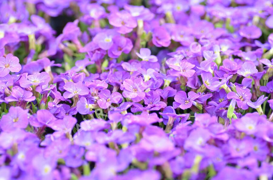 Tařička 'Glacier Blue' - Aubrieta hybrida 'Glacier Blue'