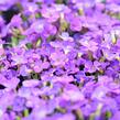 Tařička 'Glacier Blue' - Aubrieta hybrida 'Glacier Blue'
