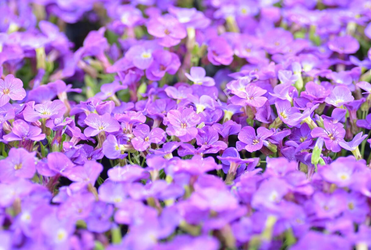 Tařička 'Glacier Blue' - Aubrieta hybrida 'Glacier Blue'