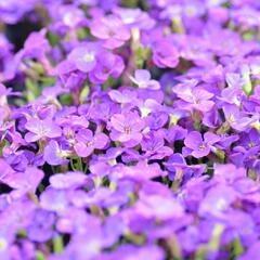 Tařička 'Glacier Blue' - Aubrieta hybrida 'Glacier Blue'