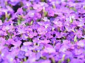 Tařička 'Glacier Blue' - Aubrieta hybrida 'Glacier Blue'
