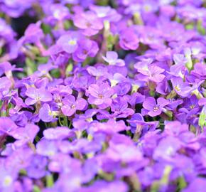 Tařička 'Glacier Blue' - Aubrieta hybrida 'Glacier Blue'