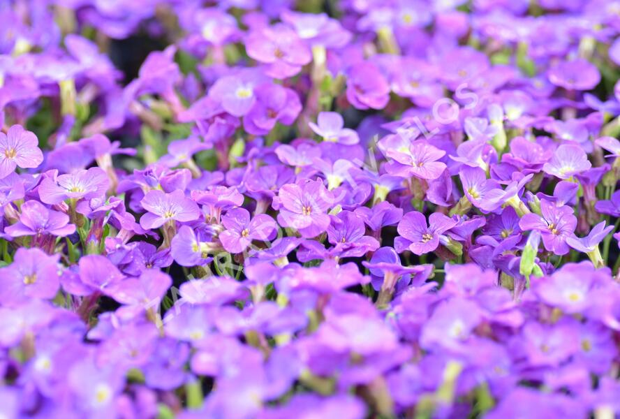 Tařička 'Glacier Blue' - Aubrieta hybrida 'Glacier Blue'