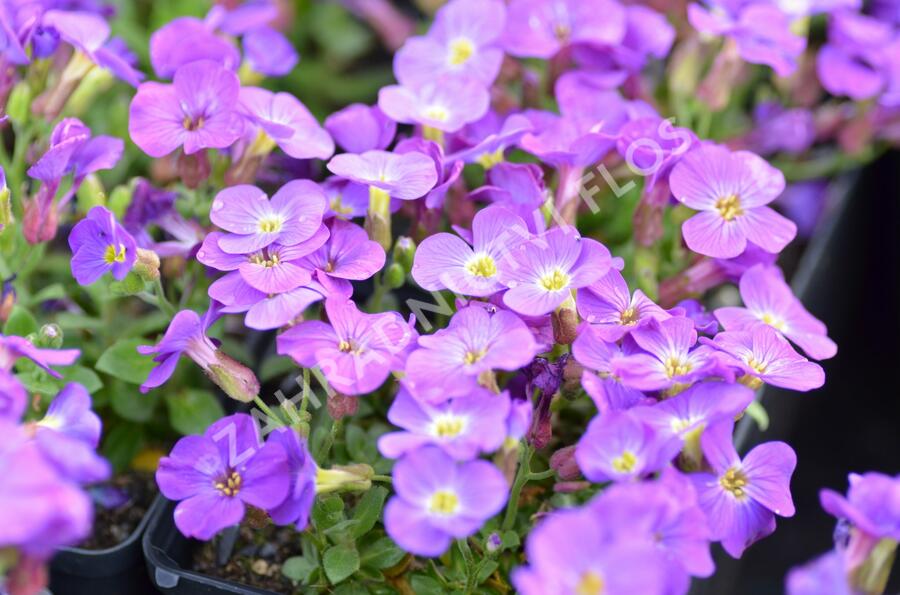 Tařička 'Glacier Blue' - Aubrieta hybrida 'Glacier Blue'