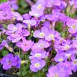Tařička 'Glacier Blue' - Aubrieta hybrida 'Glacier Blue'
